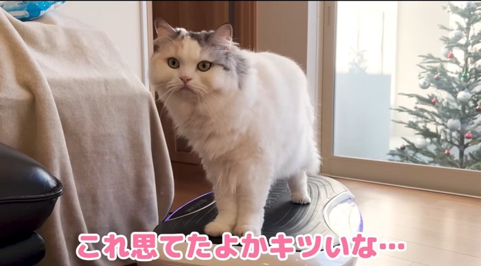 ブルブルマシンに乗る猫