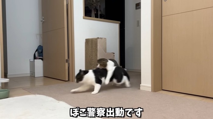 走る猫を捕まえる猫