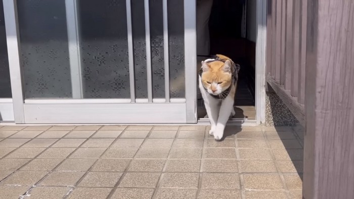 玄関から出る猫