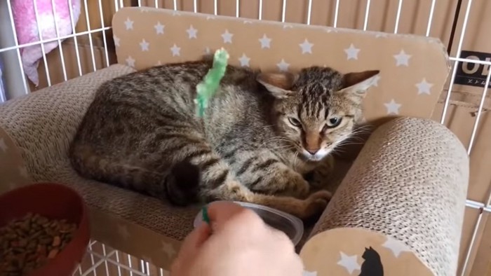 猫じゃらしで撫でられている猫