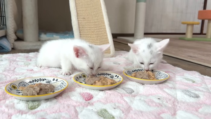 食事中の子猫たち