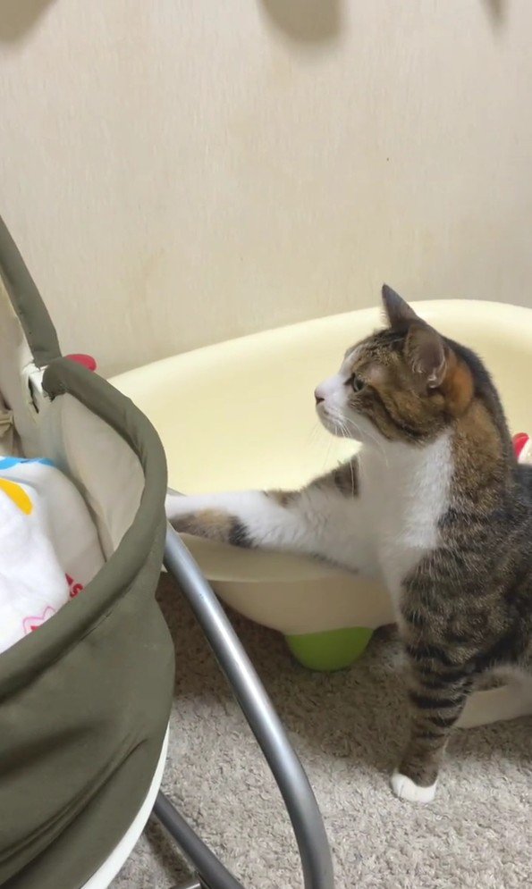 ベビーベッドに手を置く猫