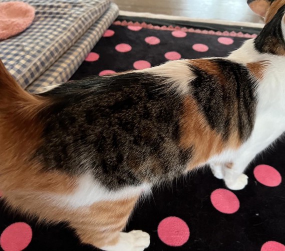 ミクちゃんの背中