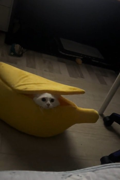 ペット用バナナベッドから顔を出している猫