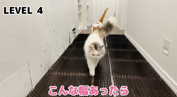 歩いている猫