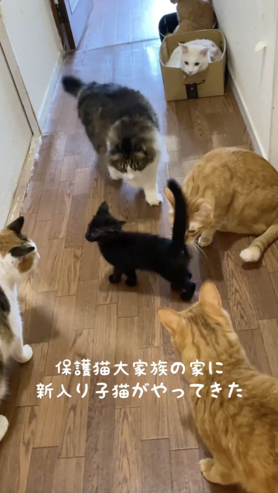 猫に囲まれる子猫