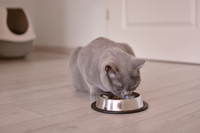 トイレのそばで食事をする猫