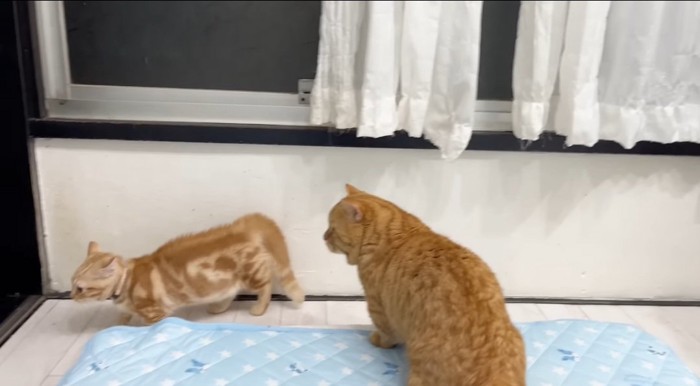 見つめる猫