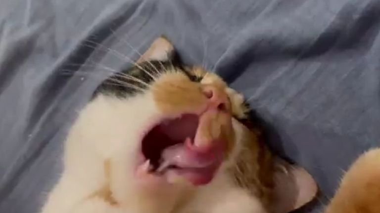 寝ている猫