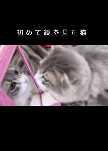 鏡を見つめる猫