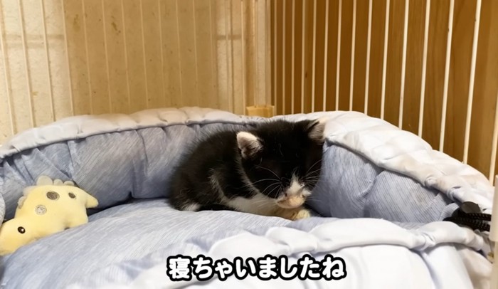 フカフカのベッドで眠る子猫