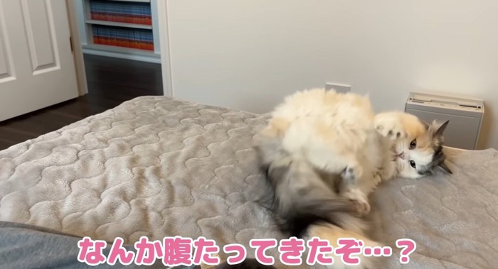 ベッドの上の猫