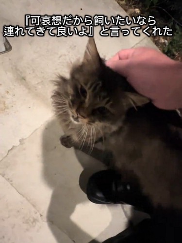 頭をなでられる猫