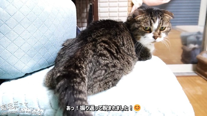 振り向く猫