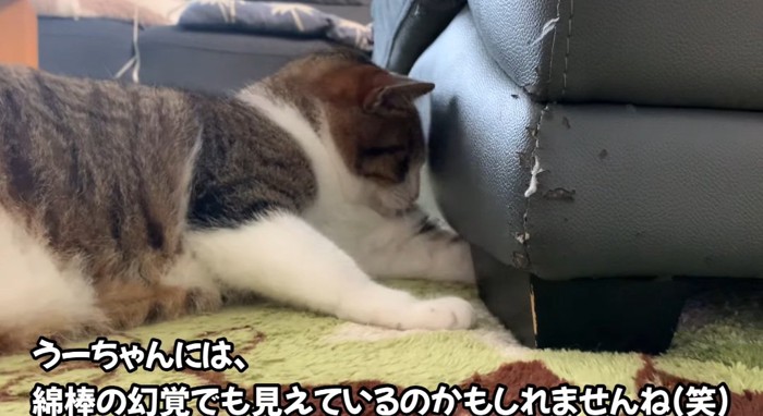 前足を伸ばす猫