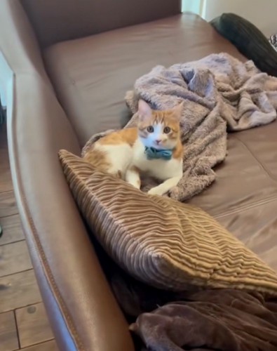 振り返る子猫