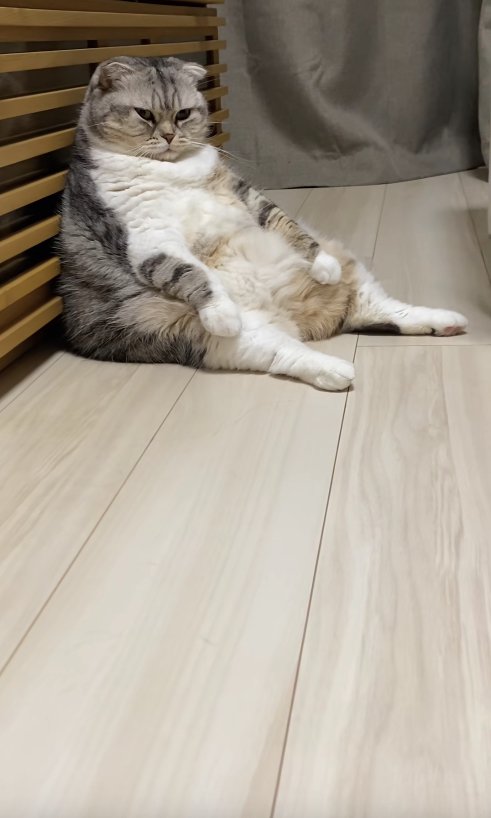 スコ座りをしているカメラ目線の小夏ちゃん