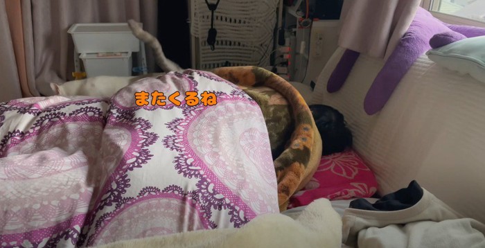 立ち去る猫