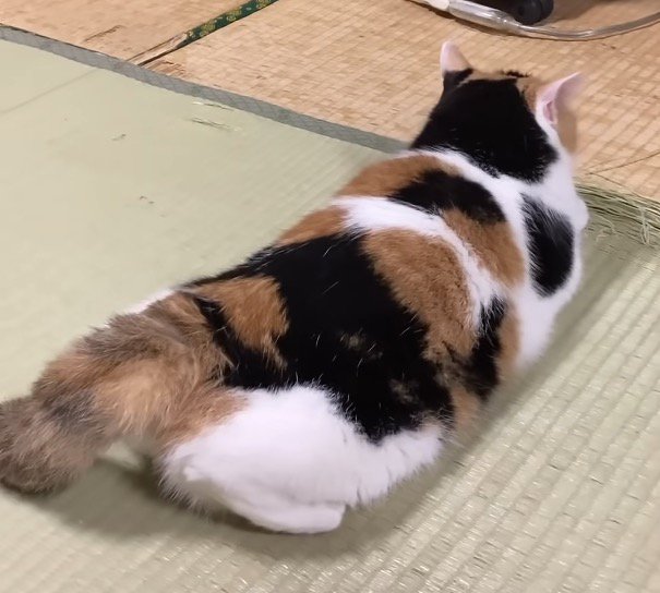 しっぽがほぼ下がっている写真