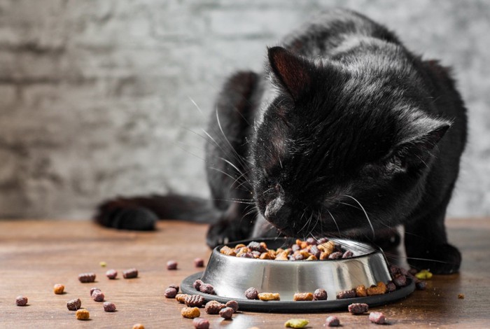 キャットフードを散らかして食べる猫