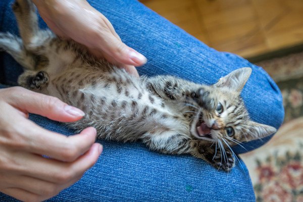 膝の上で嫌がる子猫