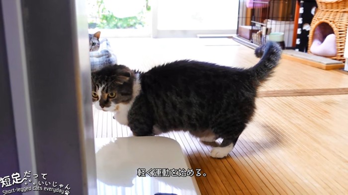 立っている猫