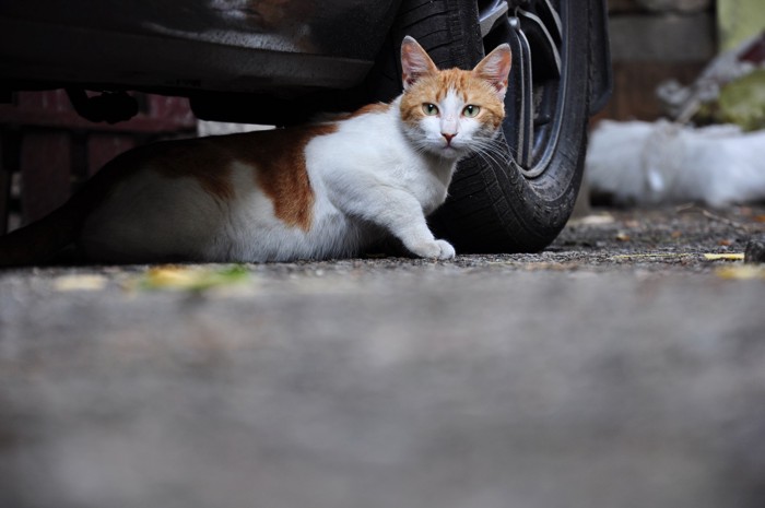 車体の下から出てくる猫