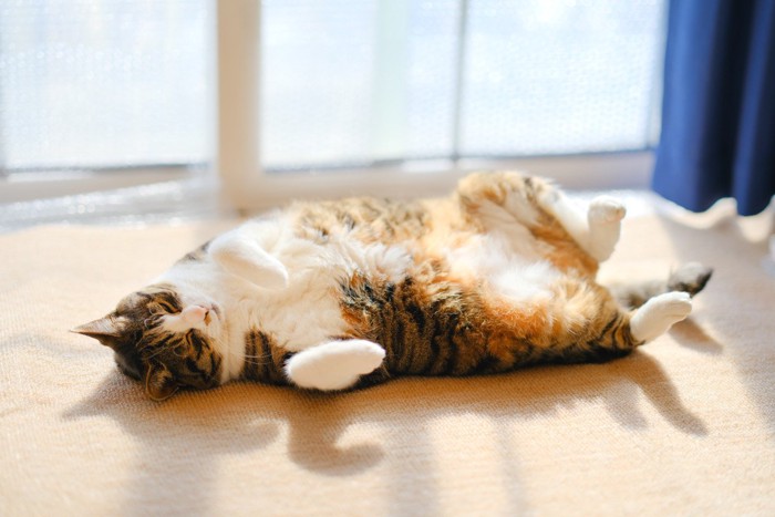 ヘソ天する猫