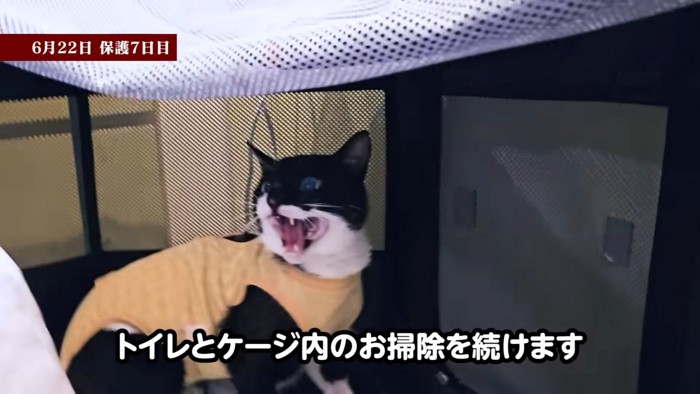 威嚇する猫