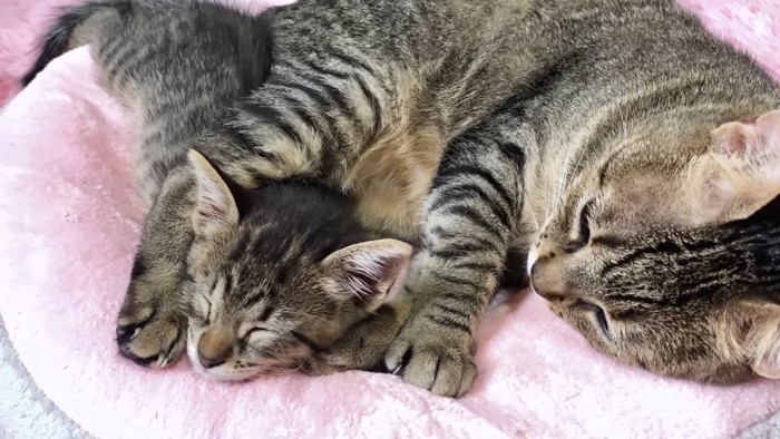 くっついて寝る子猫と成猫