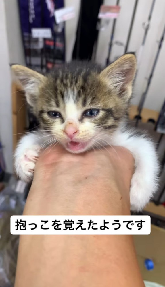 人の手の中で小さく口を開ける子猫