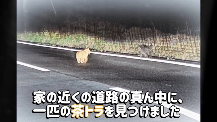 道路にいる猫