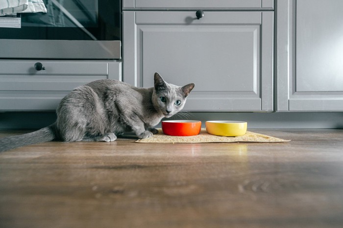 餌を食べながらこちらを振り返る猫