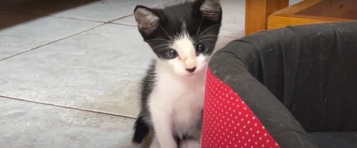 座っている子猫%%子猫のミュウ君