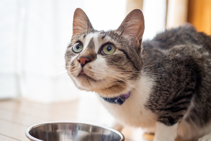 上を見る食事中の猫