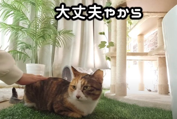 なでられる猫