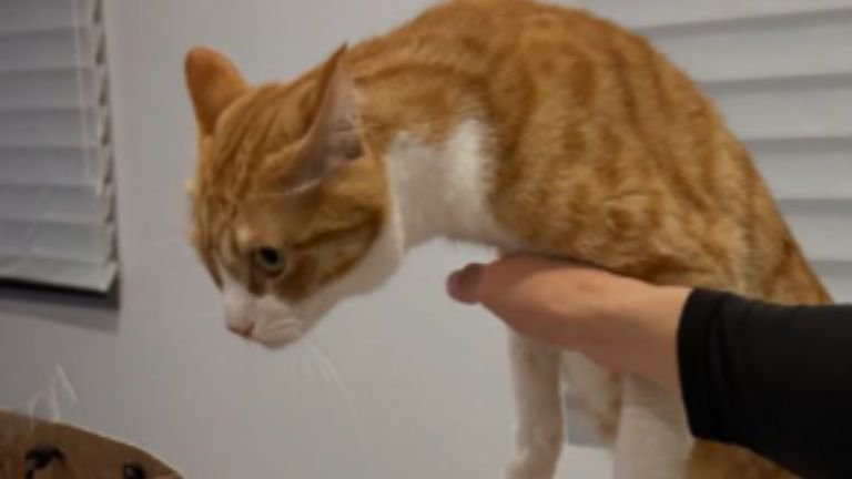 テーブルに乗ろうとしている猫