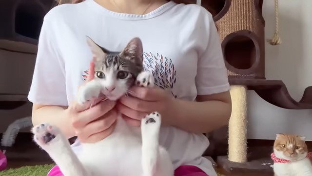 女性に抱っこされる子猫