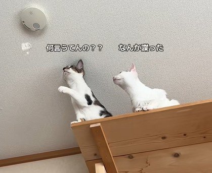 固まる2匹の猫
