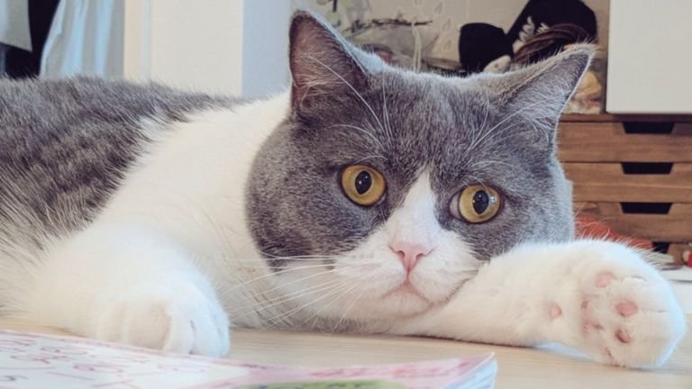 室内にいる猫