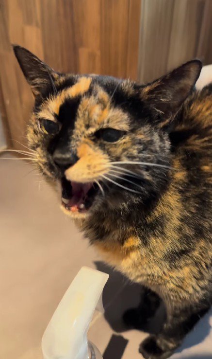 鳴いている猫