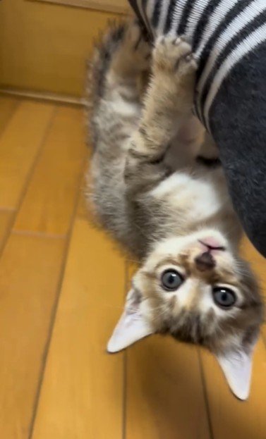 人の足に掴まってぶら下がっている子猫