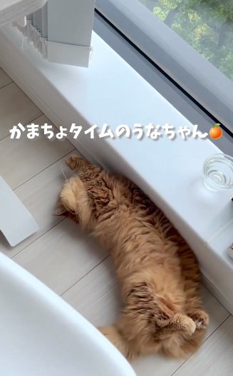 かまってほしい猫