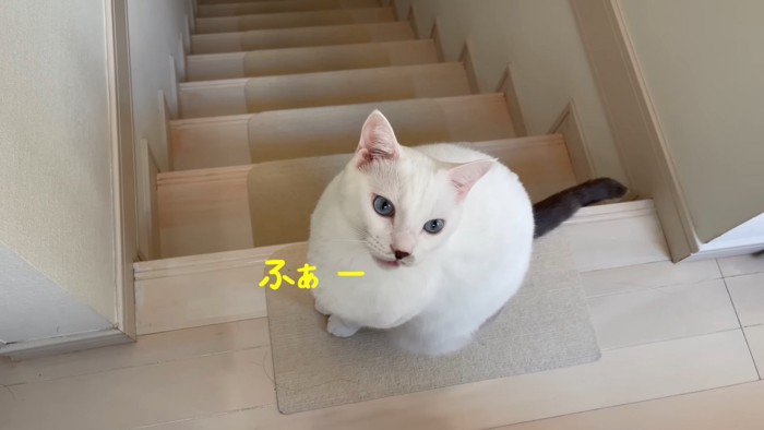 おすわりする猫