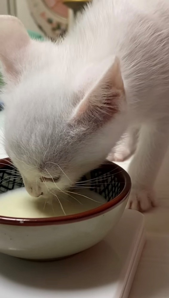 ミルク皿に顔を入れて飲み始める子猫