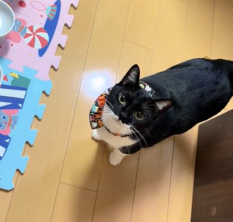 口を閉じて見上げる猫(フードボウルは半分見える程度)