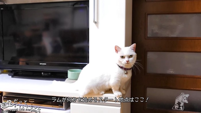 座る猫