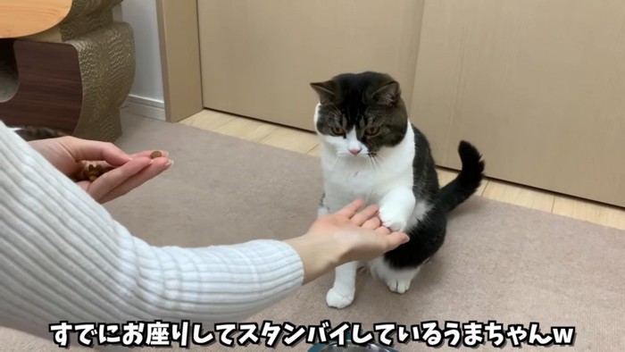 お手をする猫