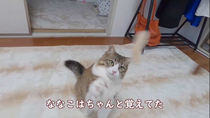 おもちゃを狙う猫