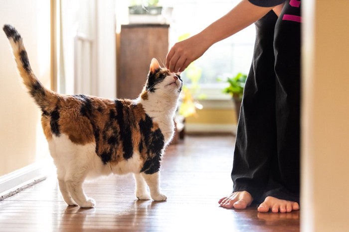 飼い主の手からオヤツをもらう猫